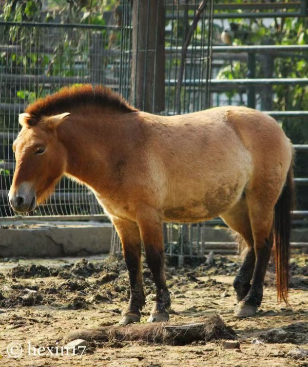 来岁是农历马年，《猖獗动物城2》有哪些“马”，快来强硬一下！